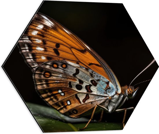 Dibond Hexagon - Acraea vlinder zit op groen blad met zwarte achtergrond - 50x43.5 cm Foto op Hexagon (Met Ophangsysteem)