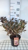 Weigelia - Weigela florida 'Minor Black' 30 - 40 cm in pot