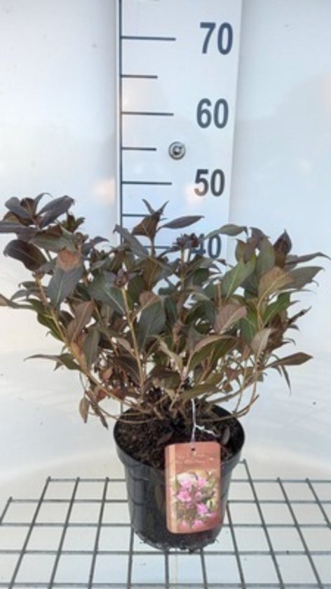 Foto: Weigelia weigela florida minor black 30 40 cm in pot