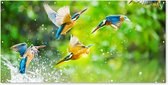 Affiche de clôture Vogels - Martin-pêcheur - Animaux - Water - 200x100 cm - Toile de jardin