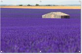 Tuinposter - Tuindoek - Tuinposters buiten - Groot lavendelveld met een klein huisje in het midden - 120x80 cm - Tuin