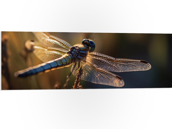 Foto: Pvc schuimplaat blauwe libel staat op bloem met gedetaileerde doorzichtige vleugels 120x40 cm foto op pvc schuimplaat