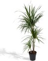Hello Plants Dracaena Marginata Drakenbloedboom - Ø 21 cm - Hoogte: 115 cm - Palm Kamerpalm