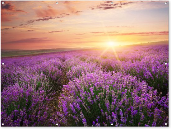 Tuinposter - Bloemen - Lavendel - Zon - Wanddecoratie - 160x120 cm - Tuindoek - Muurdecoratie