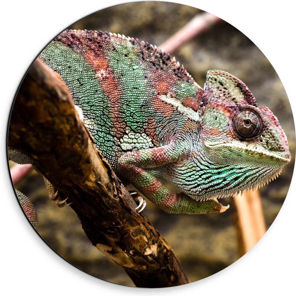 Dibond Muurcirkel - Gesluierde kameleon zit op boomtak - 30x30 cm Foto op Aluminium Muurcirkel (met ophangsysteem)