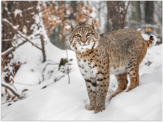 Poster (Mat) - Rode lynx staat in een bos in de sneeuw - 100x75 cm Foto op Posterpapier met een Matte look