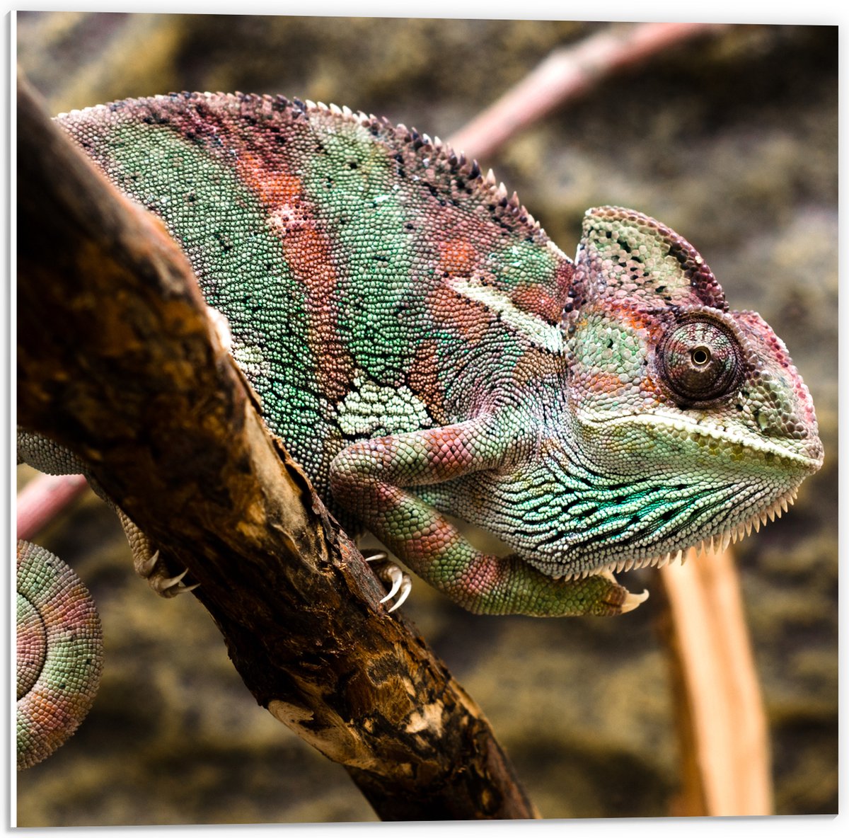 PVC Schuimplaat- Gesluierde kameleon zit op boomtak - 50x50 cm Foto op PVC Schuimplaat