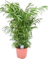 Plant in a Box - Chamaedorea elegans - Mexicaanse dwergpalm - Compact groeiende groene palm - Pot 20cm - Hoogte 80-90cm