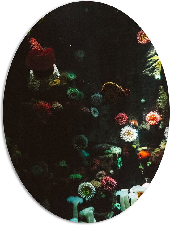 PVC Schuimplaat Ovaal - Zee - Onderwaterleven - Koraal - Bloemdieren - 81x108 cm Foto op Ovaal (Met Ophangsysteem)