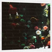Muursticker - Zee - Onderwaterleven - Koraal - Bloemdieren - 100x100 cm Foto op Muursticker