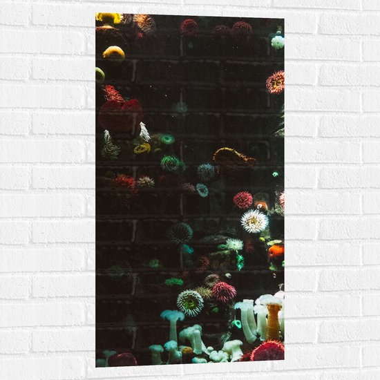 Muursticker - Zee - Onderwaterleven - Koraal - Bloemdieren - 50x100 cm Foto op Muursticker