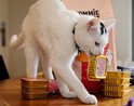 Een witte kat met zwarte vlekken draagt een oranje blikje Tommie the Cat met zijn bek. Er staan stapels blikjes.