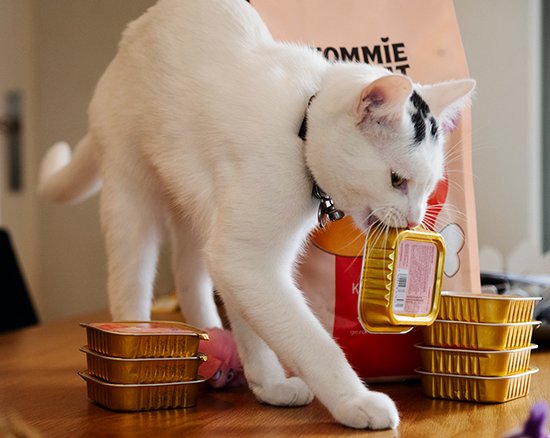 Een witte kat met zwarte vlekken draagt een oranje blikje Tommie the Cat met zijn bek. Er staan stapels blikjes.