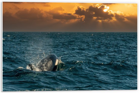 PVC Schuimplaat - Wegzwemmende Orka met Zon achter de Wolken - 60x40 cm Foto op PVC Schuimplaat (Met Ophangsysteem)