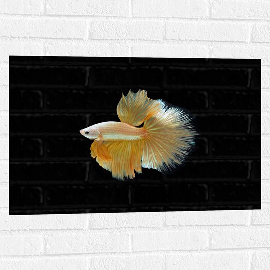 Muursticker - Zijaanzicht van Goud- Gele Vis met Sierlijke Vinnen - 75x50 cm Foto op Muursticker