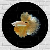 Muursticker Cirkel - Zijaanzicht van Goud- Gele Vis met Sierlijke Vinnen - 80x80 cm Foto op Muursticker