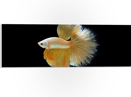 PVC Schuimplaat - Zijaanzicht van Goud- Gele Vis met Sierlijke Vinnen - 60x20 cm Foto op PVC Schuimplaat (Met Ophangsysteem)