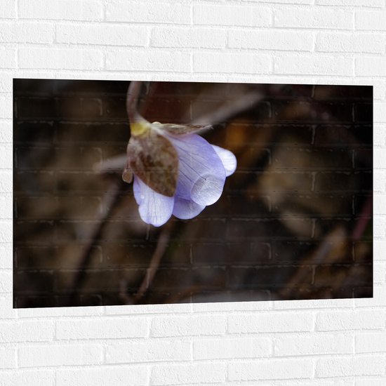 Muursticker - Onderkant van Witte Hepatica Bloem in de Natuur - 105x70 cm Foto op Muursticker