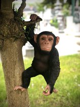 Chimpansee hangend 43 cm hoog - aapje - polyester - polyresin - polystone - hoogkwalitatieve kunststof - decoratiefiguur - interieur - accessoire - voor binnen - cadeau - geschenk - tuinfiguur - tuinbeeldje - tuindecoratie