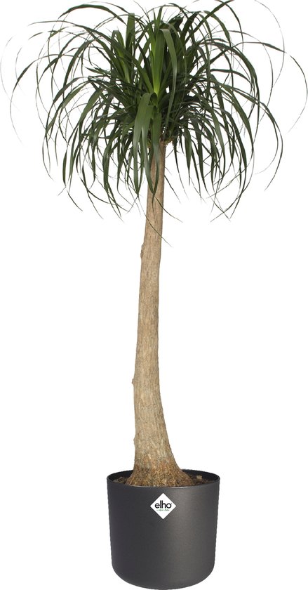 Elho B.for Soft Rond - Bloempotten voor Binnen - 100% Gerecycled Plastic - Set van 3 - Ø 14, 16, 18 cm - Antraciet
