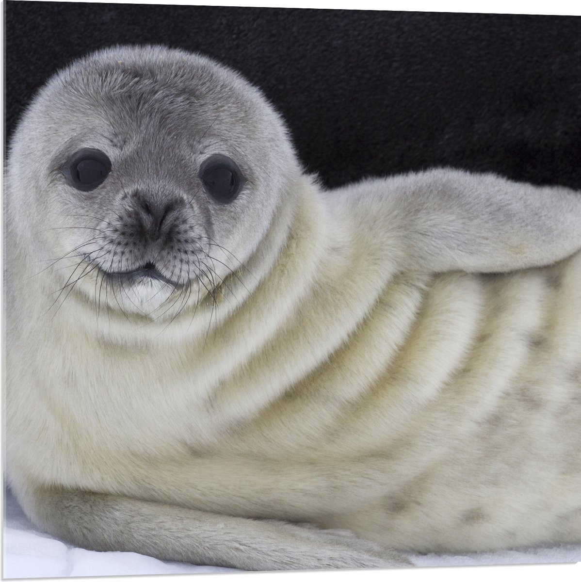 Acrylglas - Liggende Poserende Baby Zeehond - 80x80 cm Foto op Acrylglas (Wanddecoratie op Acrylaat)