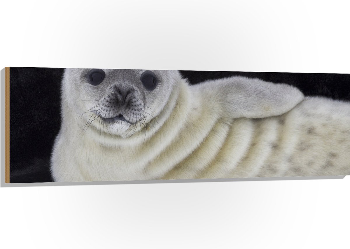Hout - Liggende Poserende Baby Zeehond - 150x50 cm - 9 mm dik - Foto op Hout (Met Ophangsysteem)