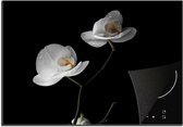 Inductie beschermer - Bloemen - Orchidee - Wit - Stilleven - Inductie kookplaat - Inductie fornuis - Inductie beschermingsmat - 75x52 cm - Keuken decoratie - Inductie protector - Keuken accessoires