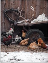 Poster (Mat) - Groepje Kippen Lopend bij Wagen op Boerderij - 30x40 cm Foto op Posterpapier met een Matte look