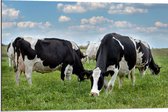 Dibond - Kudde Koeien met Zwarte en Witte Vlekken - 90x60 cm Foto op Aluminium (Met Ophangsysteem)
