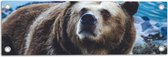 Tuinposter – Omhoogkijkende Grizzly Beer aan het Water - 60x20 cm Foto op Tuinposter (wanddecoratie voor buiten en binnen)
