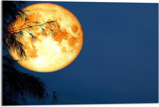 Acrylglas - Maan met Oranje Gloed achter Silhouet van Hoge Boom - 75x50 cm Foto op Acrylglas (Wanddecoratie op Acrylaat)