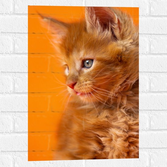 Muursticker - Opzijkijkende Rode Langharige Kitten tegen Oranje Achtergrond - 40x60 cm Foto op Muursticker