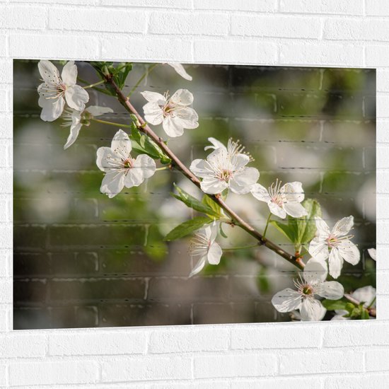 Muursticker - Witte Bloemen aan Tak - 100x75 cm Foto op Muursticker