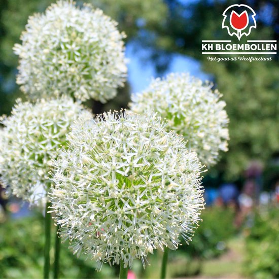 Allium White Giant Bloembollen - 5 Stuks - Witte Sierui - Maat 24+