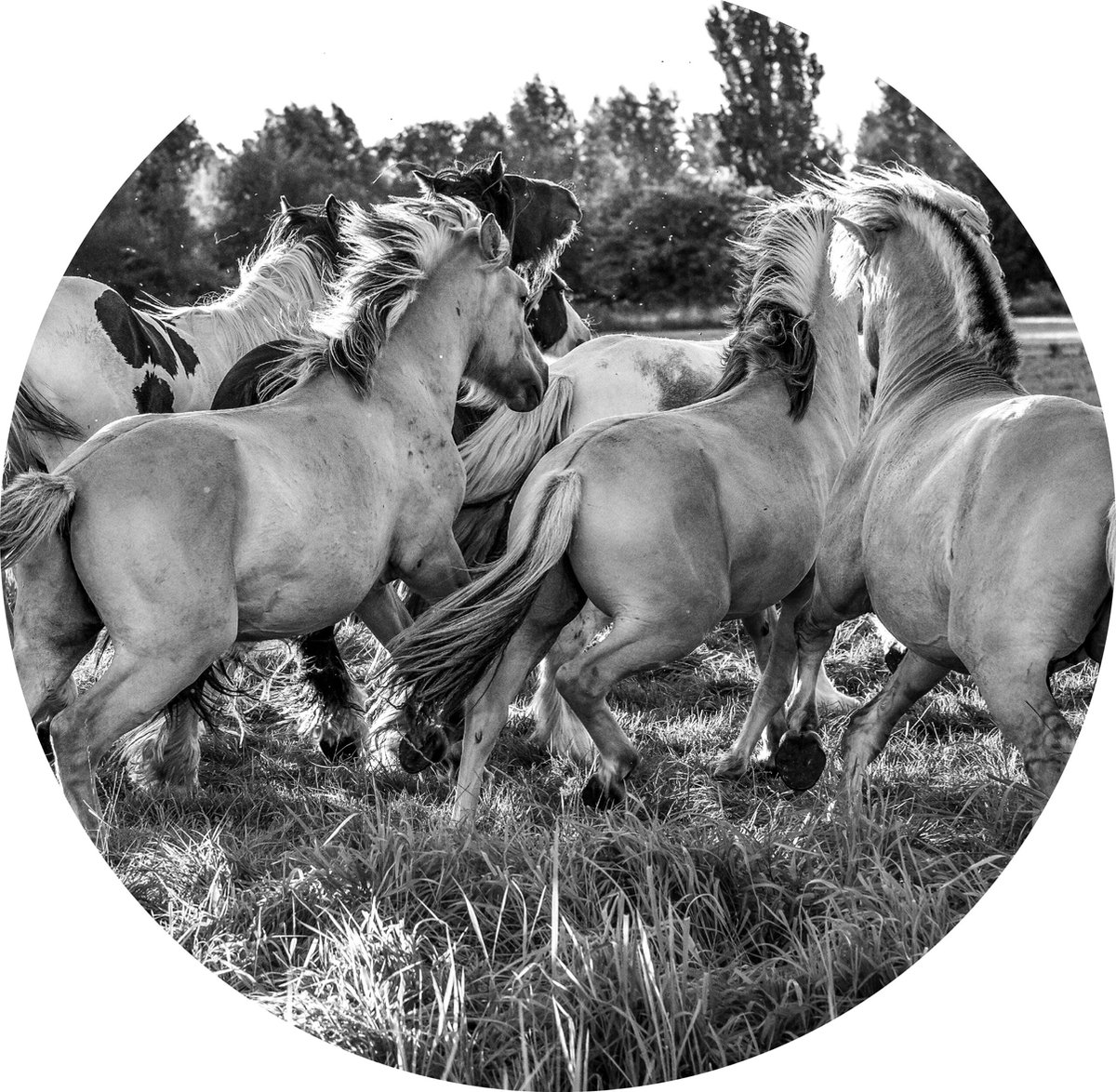 WyArt - Kunst aan de muur - dieren - horsepower - 600x600 - TruLife - 3mm