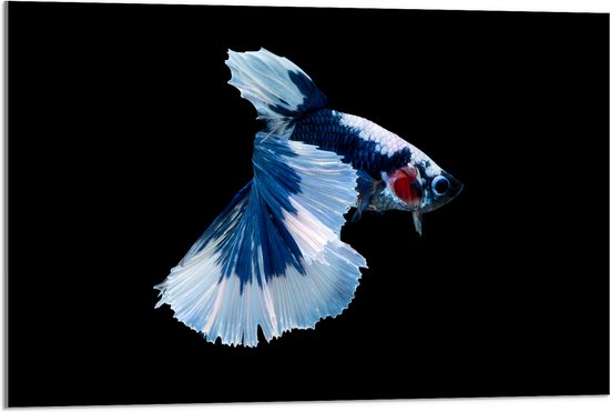 Acrylglas - Blauw Gevlekte Siamese Kempvis tegen Zwarte Achtergrond - 90x60 cm Foto op Acrylglas (Wanddecoratie op Acrylaat)