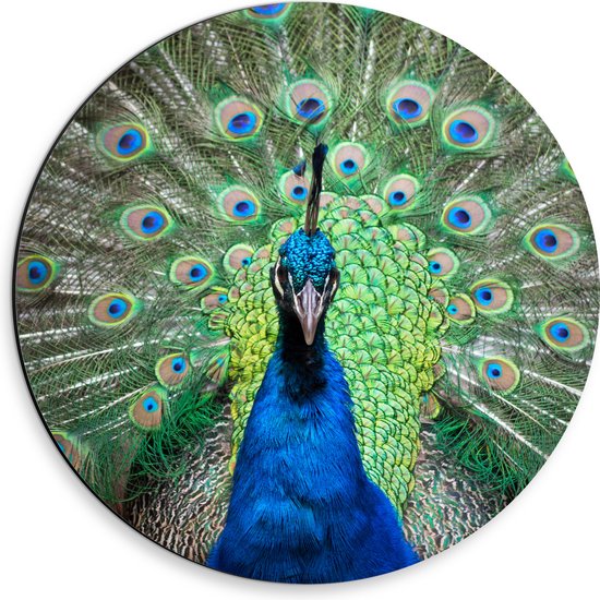 Dibond Muurcirkel - Close up van blauwe pauw met zijn veren omhoog - 30x30 cm Foto op Aluminium Muurcirkel (met ophangsysteem)