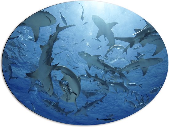 Dibond Ovaal - Groep haaien zwemmen rond in de zee - 80x60 cm Foto op Ovaal (Met Ophangsysteem)
