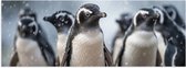 Poster (Mat) - Groep pinguïns waggelen door de sneeuw heen - 120x40 cm Foto op Posterpapier met een Matte look