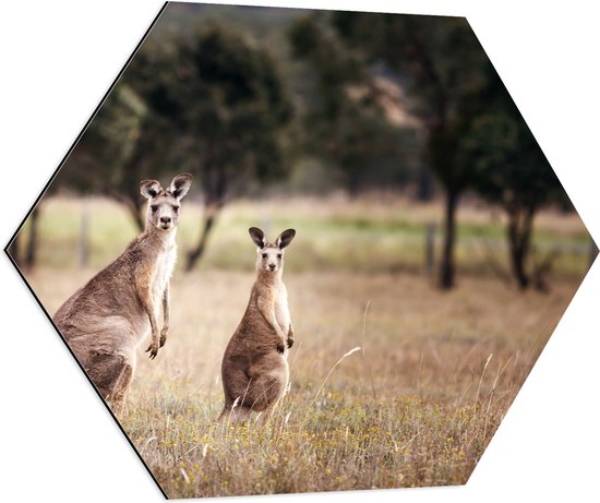 Dibond Hexagon - Moeder en kind kangaroo zitten en kijken de camera in - 80x69.6 cm Foto op Hexagon (Met Ophangsysteem)
