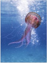 Poster (Mat) - Roze kwal in helder blauw water - 30x40 cm Foto op Posterpapier met een Matte look