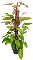 Philodendron ‘Painted Lady’ (mosstok) ↨ 120cm - hoge kwaliteit planten