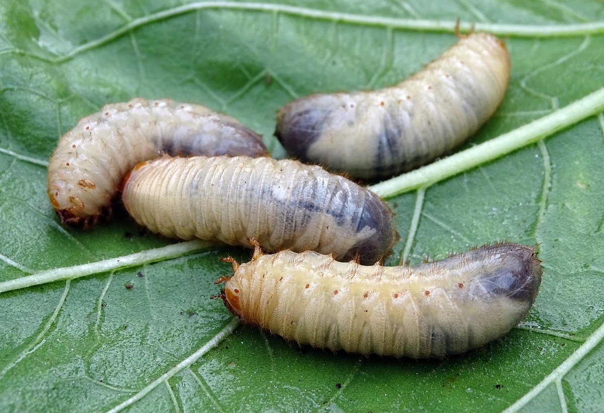 Ferrarium aaltjes tegen emelten voor 20M2 gazon - 10 miljoen aaltjes - aaltjes tegen emelten - nematoden tegen emelten - Steinernema carpocapsae