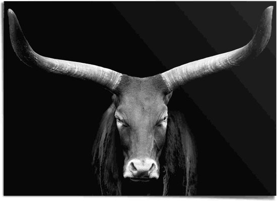 XXL Poster Dieren Afrikaanse Koe | bol 100x140 cm