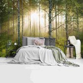 Rayons de soleil dans la forêt de bouleaux Forêt - Nature - Silence - lever de soleil - Papier peint photo Polaire 384 x 260 cm