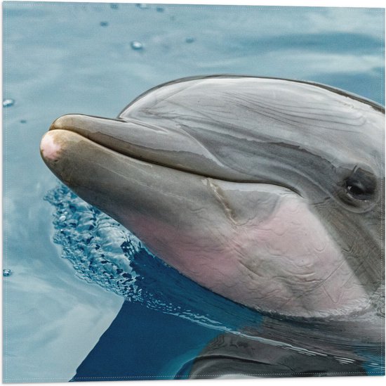 Vlag - Kop van Tevreden Dolfijn in het Water - 50x50 cm Foto op Polyester Vlag