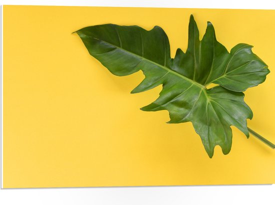 PVC Schuimplaat- Groen Blad tegen Okergele Achtergrond - 75x50 cm Foto op PVC Schuimplaat