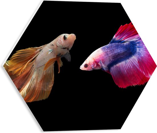 PVC Schuimplaat Hexagon - Natuurlijke en Felkleurige Vissen Duo tegen Zwarte Achtergrond - 40x34.8 cm Foto op Hexagon (Met Ophangsysteem)