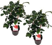 Plant in a Box - Camellia japonica Lady Campbell - Japanse roos - set van 2 - Camellia plant winterhard - Pot 15cm - Hoogte 50-60cm