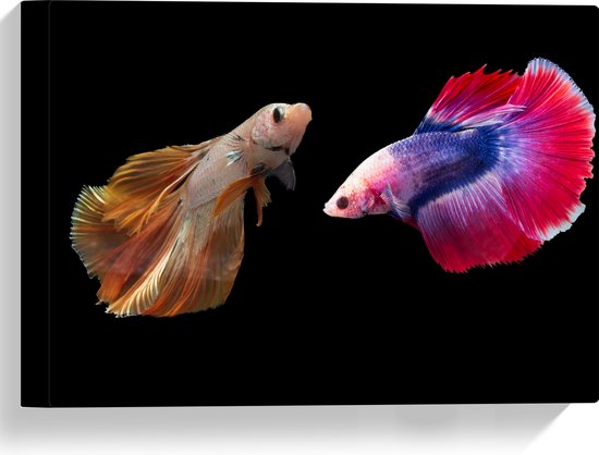 Canvas - Natuurlijke en Felkleurige Vissen Duo tegen Zwarte Achtergrond - 40x30 cm Foto op Canvas Schilderij (Wanddecoratie op Canvas)